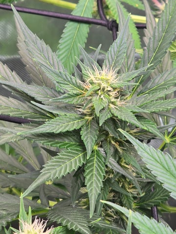 Purple Haze  — flower, day 73