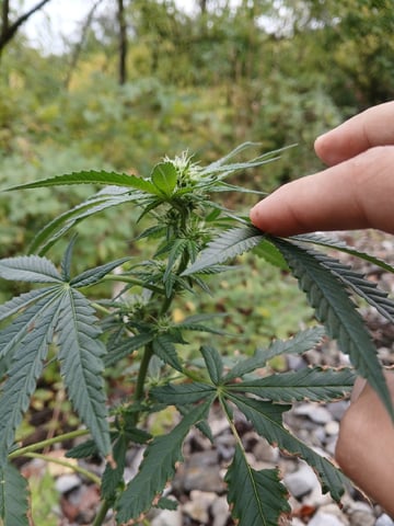 Gas#1? — flower, day 44