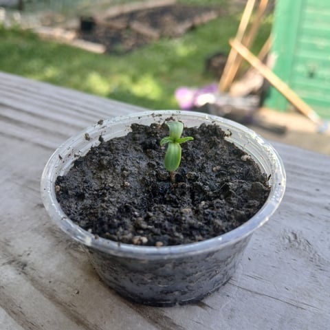 Lemon Kush — seedling_rooting, day 1