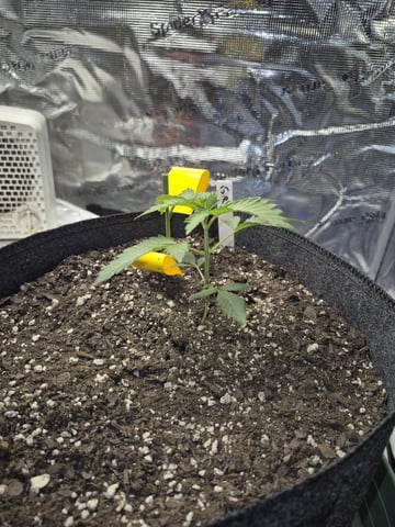 Grow 1 2026 Gelato Rainbow Sherbert  — vegetative, day 10