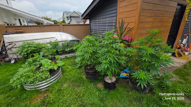 Canadian Summer Outdoor — vegetative, day 44