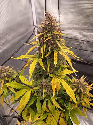 FastBuds-Auto Mix Pack-Quad Mystery — flower, day 67