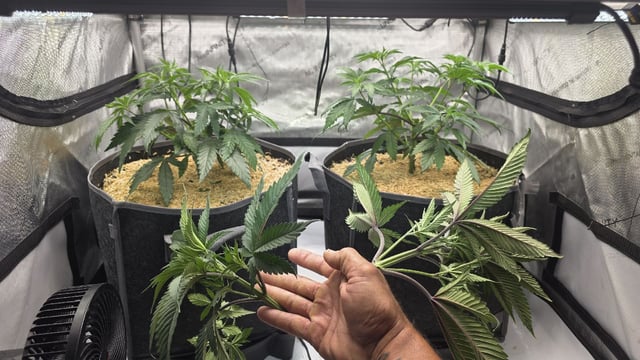 Strawberry Sugar  — vegetative, day 39