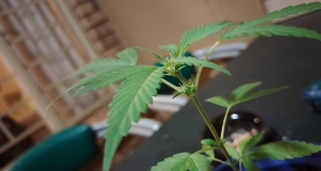 permanent marker feminised  — vegetative, day 28