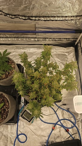 Autos For The Rest Of Winter 🔥🔥😉