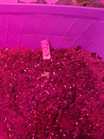 critical Mass  — seedling_rooting, day 11