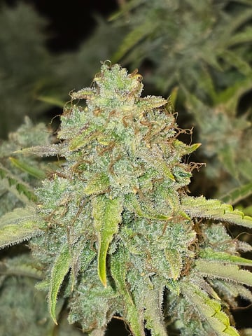 First Autoflower Indoor — flower, day 37