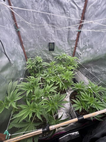 first grow in new 2x2 — flower, day 57