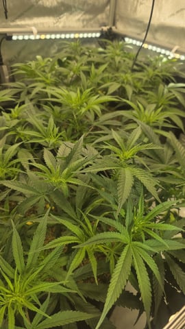 lilac diesel Rbx2 — flower, day 69