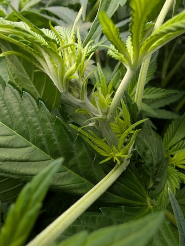 Acapulco Gold  — flower, day 65