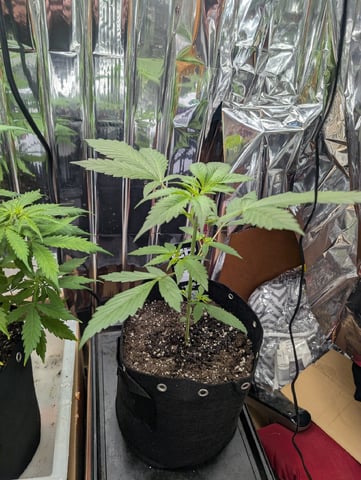 Zkittlez (Auto) — vegetative, day 46