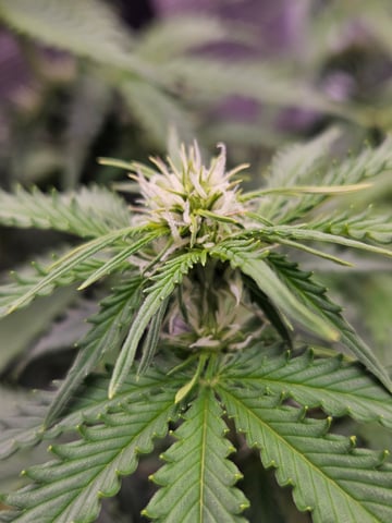 3 bears auto flower  — flower, day 38