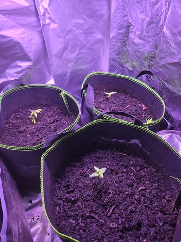 dawg blackskull seeds — germination, day 21