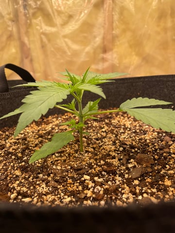 Banana Kush Auto Seed Supreme — vegetative, day 17