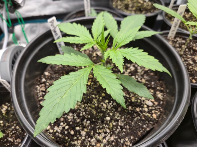 Banana Kush / Durban Poison / C99-Riddle OG — vegetative, day 9