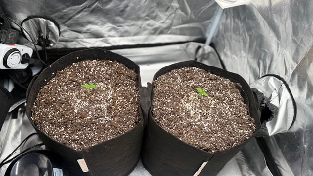 Papaya Cookies Autos  — grow_setup, day 1