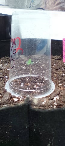 Seedman mix auto & seedman mix auto & GodFather OG — seedling_rooting, day 15