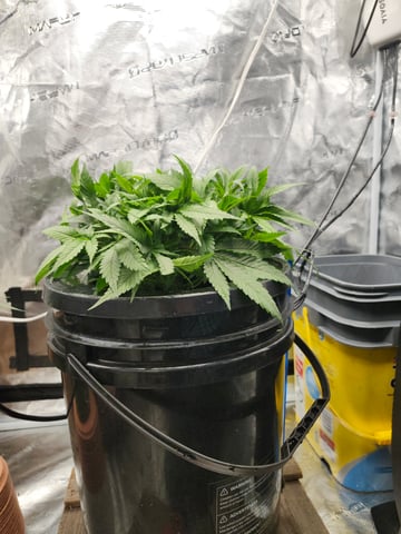 First Organic Hydro Grow. — vegetative, day 34