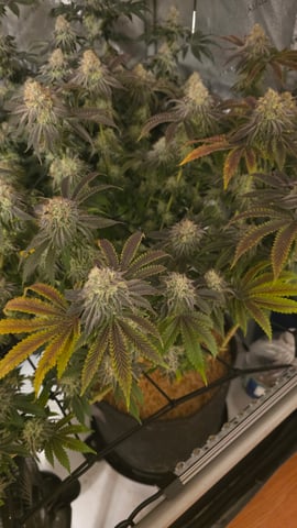 ethos genetics  — flower, day 112