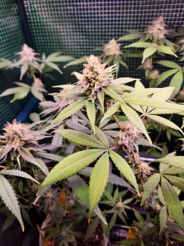 missing pieces — flower, day 111