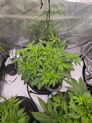 Purple Haze  — vegetative, day 29