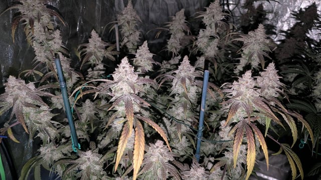 Mixed Grow — flower, day 99