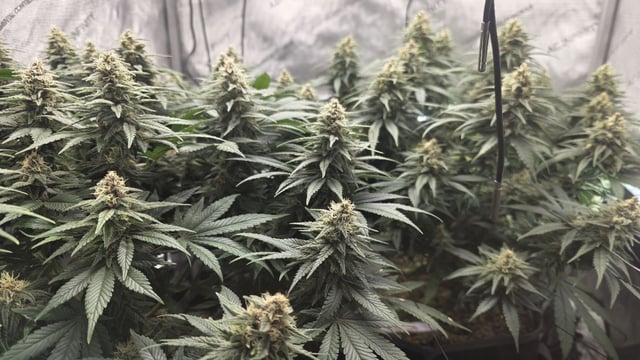 Original 1990 genetics  — flower, day 104