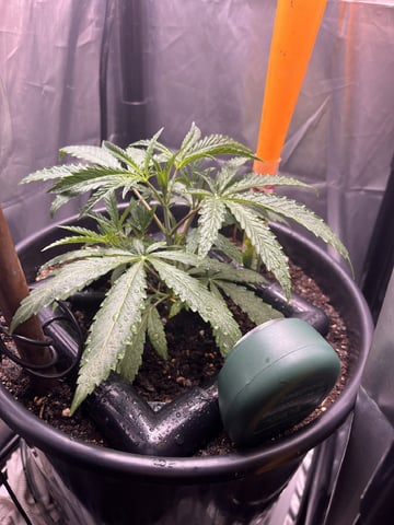My Devine Conscious  — vegetative, day 401