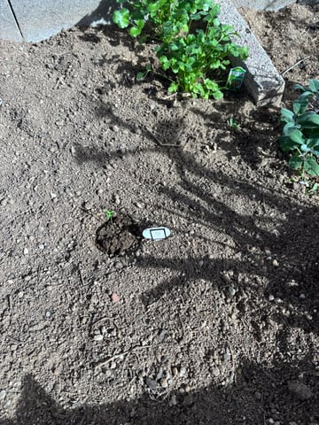 3 seeds  — seedling_rooting, day 6