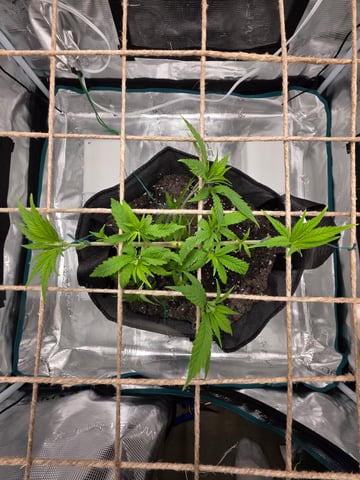 First try — vegetative, day 51