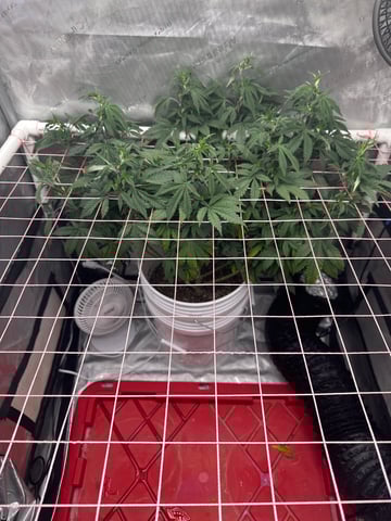 Grow#2 — flower, day 43