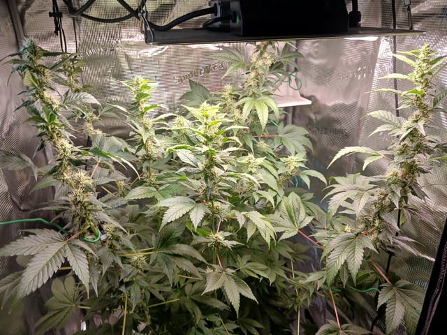 Gorilla Sherbert Feminized From Blimburn Seeds  — flower, day 85