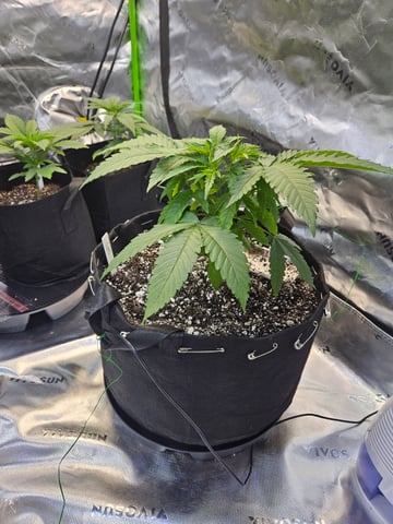 1st Grow — vegetative, day 1