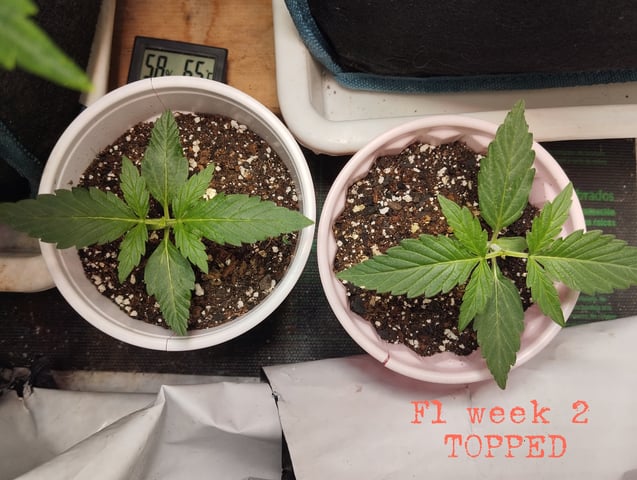 F1 apollo — vegetative, day 1