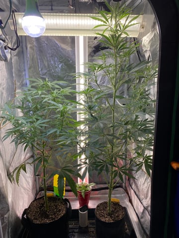 widows’ mimosa f1 — flower, day 67