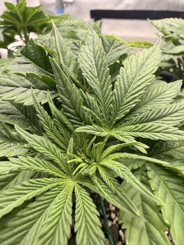 BloodMoon Gelato — vegetative, day 43