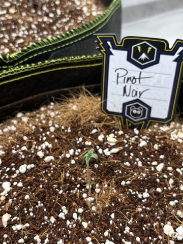 Pinot Noir  — seedling_rooting, day 8