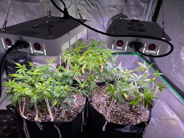 Green Gelato — vegetative, day 34