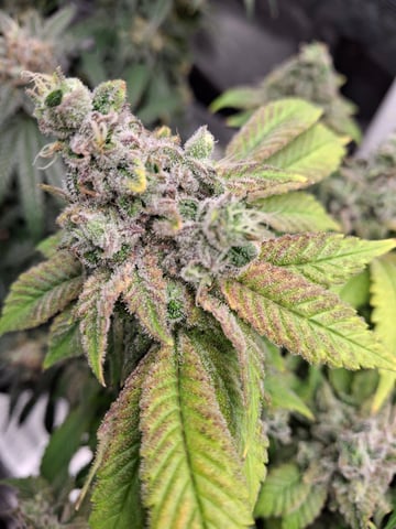 SoFloBudz — flower, day 101