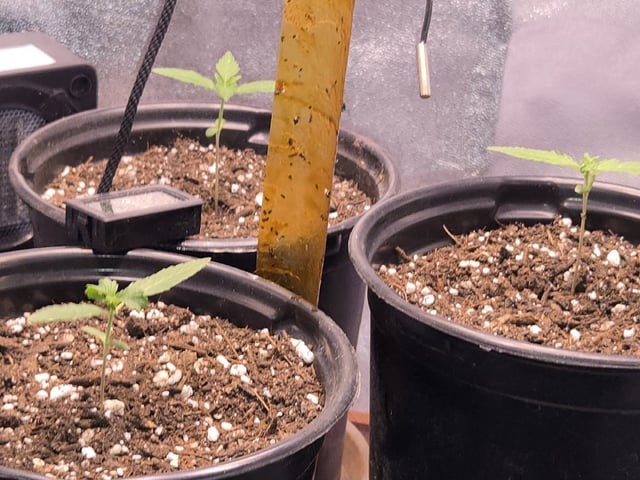 first grow second plant  — seedling_rooting, day 8