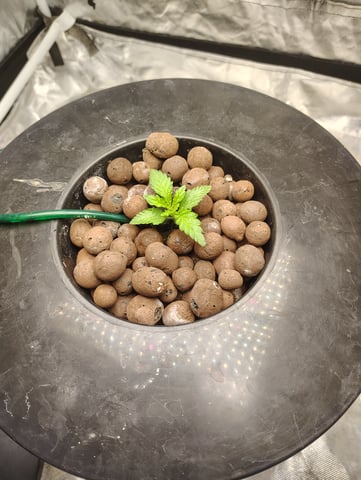 1st grow  — seedling_rooting, day 4