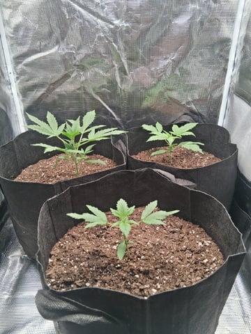 First Indoor Grow  — vegetative, day 20