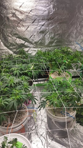 1st grow indoors(cardboard box to 2x2x4 to 5x5x6) — vegetative, day 74