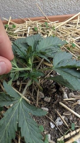 Summer Grow  — vegetative, day 17