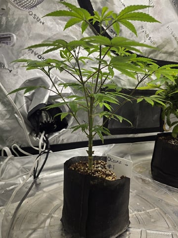 Oceanz 16 — vegetative, day 48