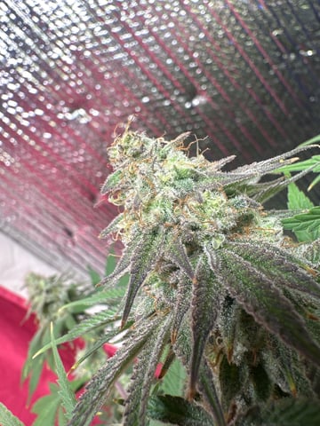 Gelly Mama and Sugar Tree — flower, day 124