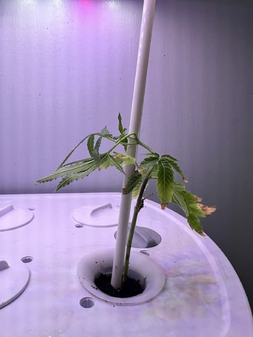 Banjo Clones — vegetative, day 36