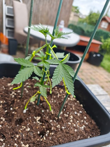 Auto maroc purple — seedling_rooting, day 36