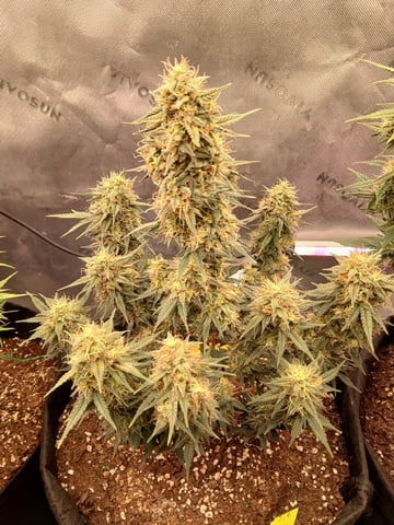Lsd25, Dosido,GDP All Autos.