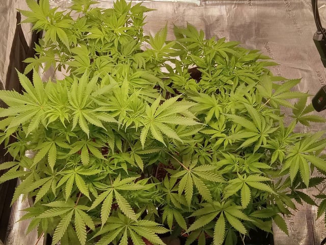 critical purple kush x peyote wifi  in the auto pot system tray 2 grow with added microhazian to the coco coir  — vegetative, day 55